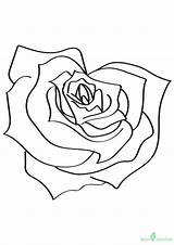 Rose Mewarn11 Colorironline sketch template