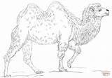 Coloring Camel Draw Pages Bactrian Drawing Supercoloring Step Dot Printable Tutorials sketch template