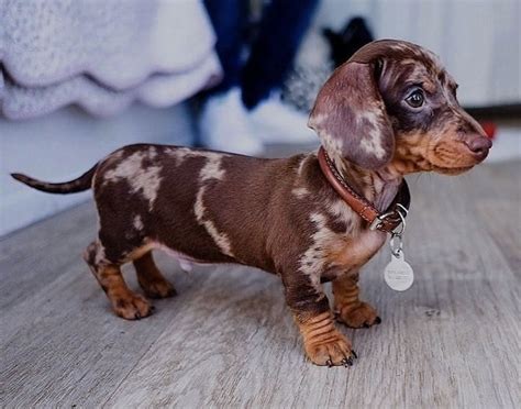 69 short haired mini dachshund puppies pic bleumoonproductions