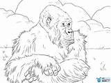 Gorilla Coloring Gorille Gorillas Colorare Disegni Pianura Supercoloring Montagnes Montagna Impressionante Scuola Didattiche Schede Primaria Favorites sketch template