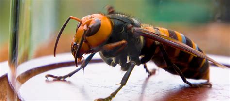Get To Know The Asian Giant Hornet Or Murder Hornet Agrilife Today