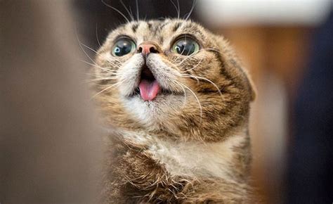 5 takeaways from my afternoon with lil bub catster