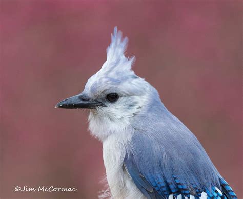 ohio birds  biodiversity albert  white headed blue jay appears  video