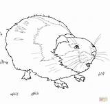 Coloring Lemming Pages Rodent Drawing Designlooter Kids 05kb 1000 sketch template