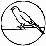 Canary Ast Vogel Einem Canaries Malvorlage sketch template