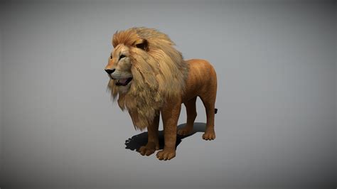 lion  animation buy royalty   model  bilal creation