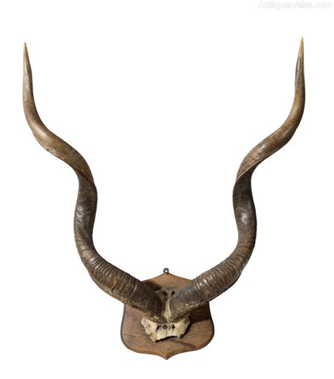 antiques atlas large set  victorian mounted antique kudu horns