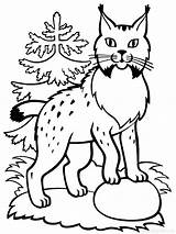 Lynx Coloring Pages Color Getcolorings Animal Printable sketch template