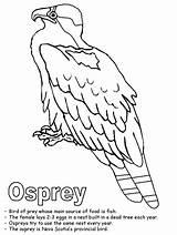 Coloring Nova Scotia Osprey Canadian Map Canada Drawings Kidzone Ws sketch template