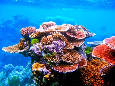 esa space  kids esa satellites spot coral reefs  danger