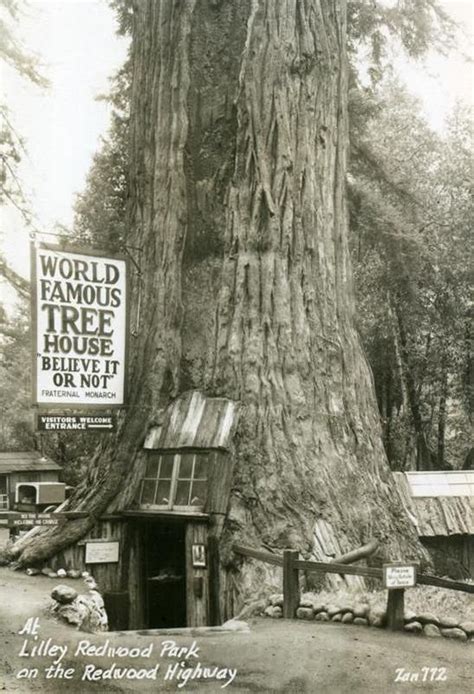 Ripley S Tree House On The Redwood Highway California 1930s Tree