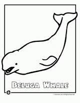 Endangered Coloring Animal Beluga Whale Pages Animals Ocean River Dolphin Rainforest sketch template