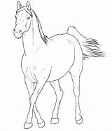Ausmalbilder Pferderassen Arabier Arabian Mare Merrie Rassen Paarden Yegua Caballo Caballos Zo Pferde Razas Yeguas sketch template