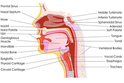 human throat anatomy throat anatomy sore throat remedies  adults sinusitis