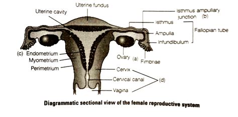 female parts diagram diagram  female parts diagram  female parts female reproductive