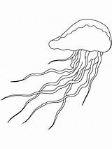 Jellyfish Mycoloring sketch template
