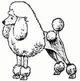 Poodle Coloring Pages Dog Clipart Cartoon Poodles Draw Drawing Standard Printable Skirt Cliparts Drawn Size Clip Print Template Realistic Library sketch template