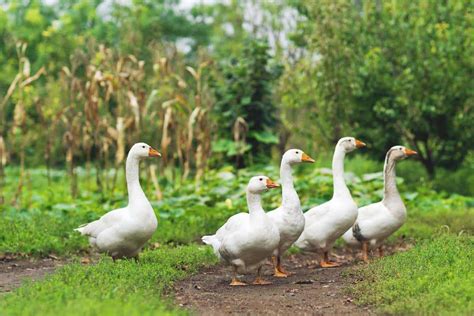 geese breeds     homestead