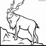 Markhor Coloringall sketch template