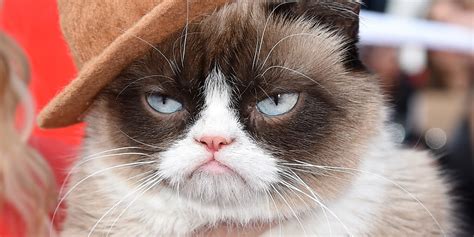 grumpy cat   vote   dressed feline    mtv  awards