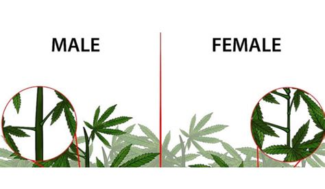 the complete guide to cannabis gender and reproduction ilgm