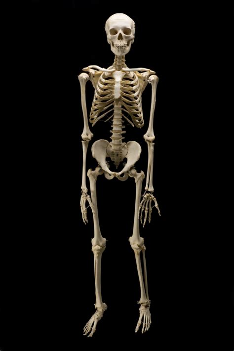 real skeleton google search human skeleton human skeleton anatomy