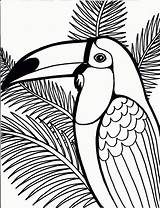 Coloring Pages Printable Girls Older Clipart Kids Library Toucan sketch template