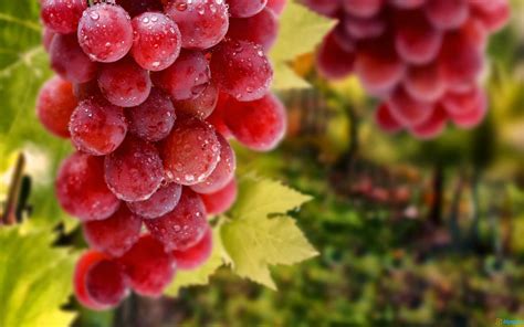 meida riskis blog report text grape grape vine