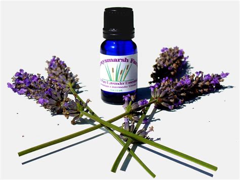 lavender essential oil benefits  skin letmegetcom
