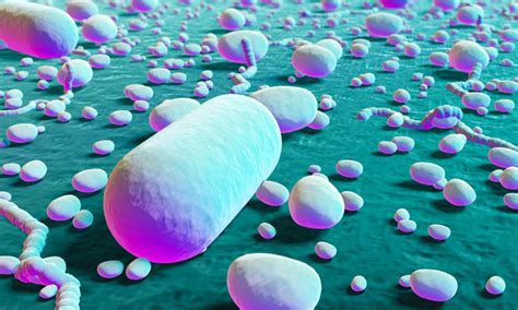 pathogenic bacteria defends   predators