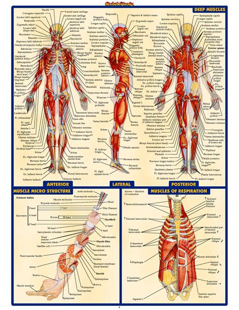 human anatomy  infographic infographicality human anatomy systems human anatomy human