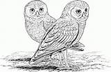 Owl Coloring Pages Printable Owls Adults Burrowing Hard Kids Print Animals Color Barn Realistic Mosaic Animal Difficult Online Adult Colouring sketch template