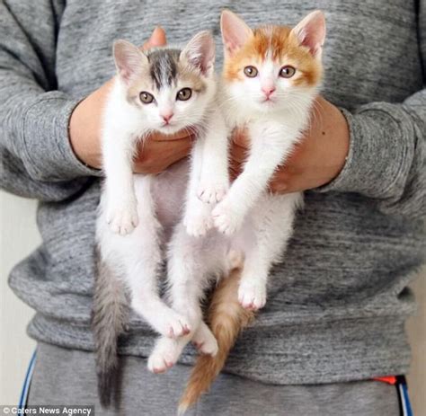kittens in japan can t sleep unless they cosy up together daily mail online