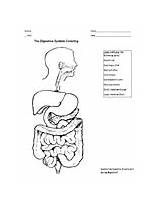 Digestive Digestion Activity sketch template