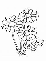 Daisies Draw sketch template
