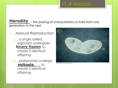 ppt chapter 11 4 meiosis powerpoint presentation free