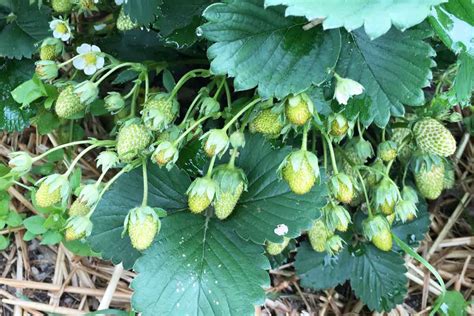 aardbeien uit eigen tuin oermoes