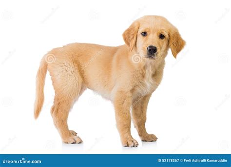 golden retriever dog standing isolated  white background stock image