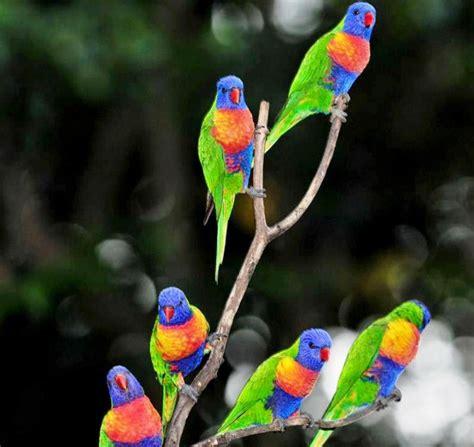 parrots colorful hd wallpapers cap