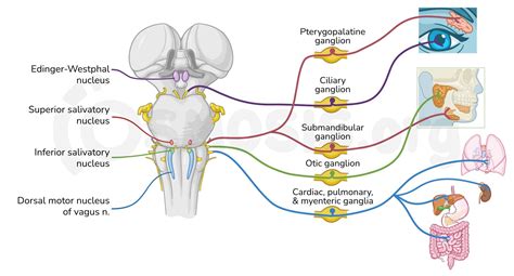 cranial nerve  pathway