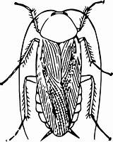 Cockroach Clipart Drawing Roach Cockroch Cliparts Vector Drwaing Clipartpanda Wikiclipart Getdrawings Drawings Library sketch template
