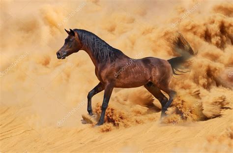 purebred arabian horse running  desert storm stock photo  loya ya