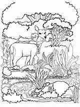 Coloring Deers Deer Print Pages sketch template