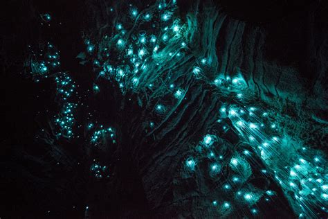 magical  zealand cave  illuminated  luminescent glowworms glowworm caves magical