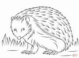 Hedgehog Coloring Pages European Cute Printable Animals Colorings sketch template