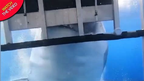 Massive Great White Shark Tries To Bite Into Cage Where Three Tourists