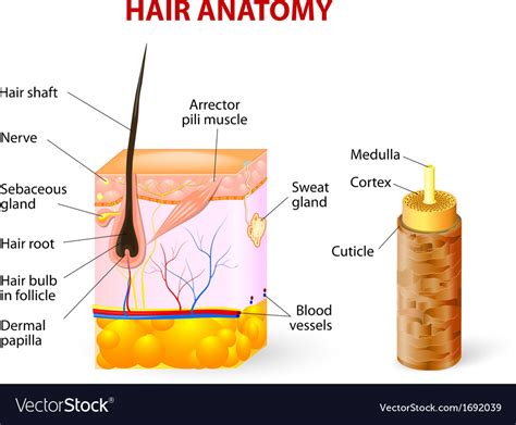 hair anatomy diagram royalty  vector image