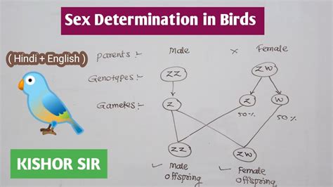 Sex Determination In Birds Genetics Bio Class 12 Hin Eng Neet