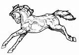 Caballo Cavallo Pferd Malvorlage Paard Stampare Educima Educolor Große sketch template