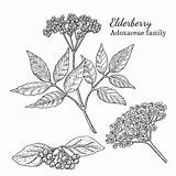 Elderberry Vector Elderflower Illustration Sketch Ink Drawn Hand Botanical Drawing Illustrations Clipart Herbal Using Good Absolutely Style Clip Stock Vectors sketch template